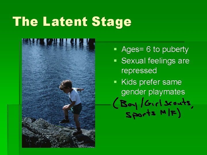 The Latent Stage § Ages= 6 to puberty § Sexual feelings are repressed §