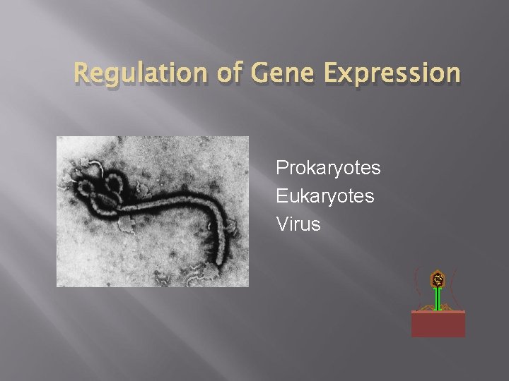 Regulation of Gene Expression Prokaryotes Eukaryotes Virus Regulation of Gene Expression Prokaryotes Eukaryotes Virus
