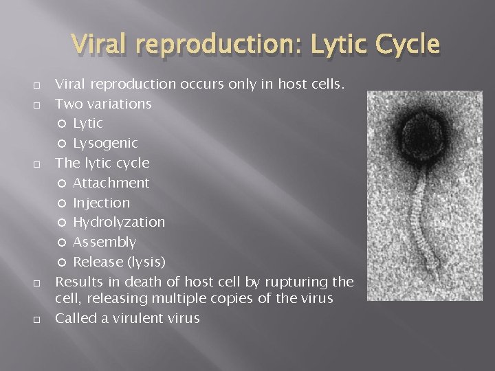 Viral reproduction: Lytic Cycle Viral reproduction occurs only in host cells. Two variations Lytic