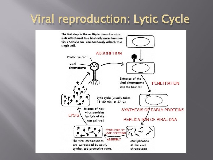 Viral reproduction: Lytic Cycle 