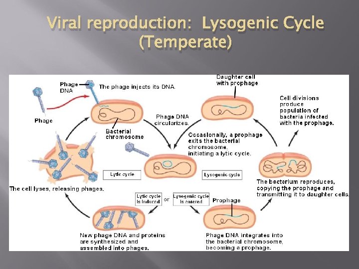 Viral reproduction: Lysogenic Cycle (Temperate) 