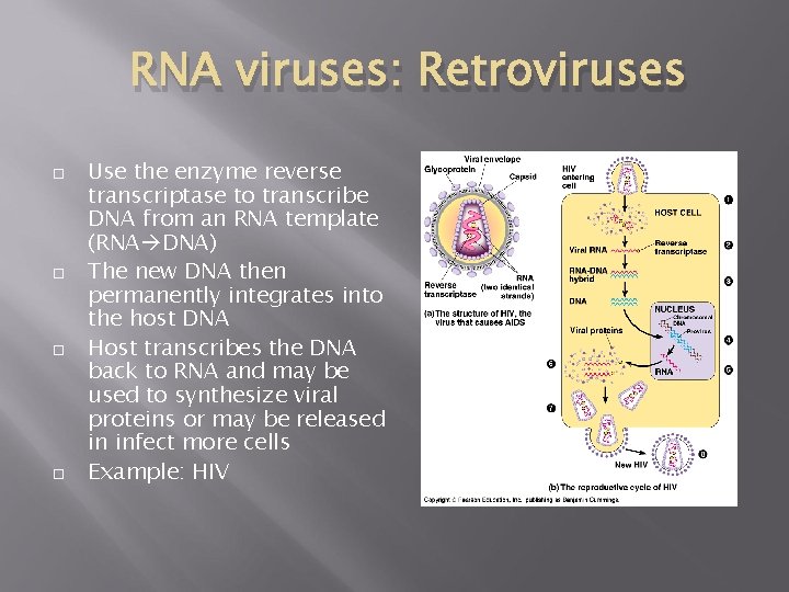 RNA viruses: Retroviruses Use the enzyme reverse transcriptase to transcribe DNA from an RNA