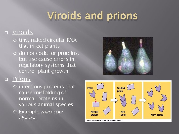 Viroids and prions Viroids tiny, naked circular RNA that infect plants do not code