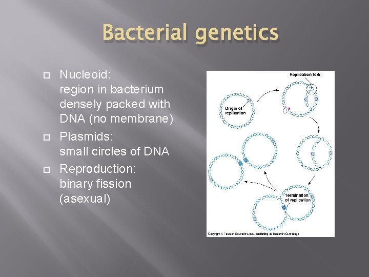 Bacterial genetics Nucleoid: region in bacterium densely packed with DNA (no membrane) Plasmids: small