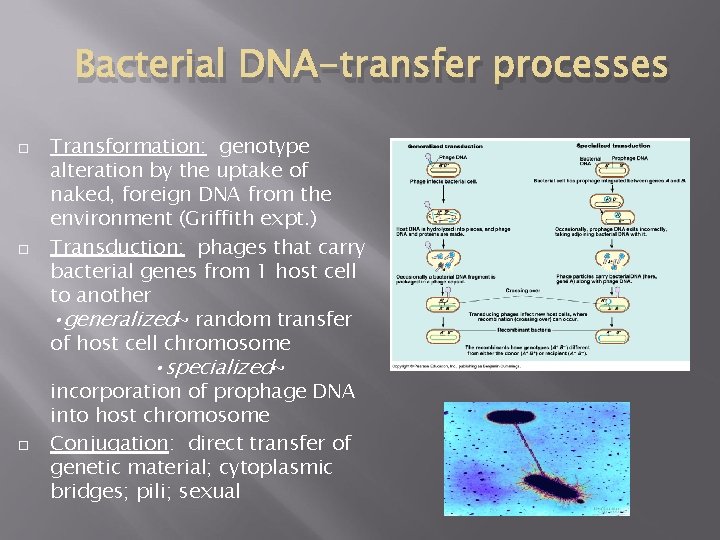 Bacterial DNA-transfer processes Transformation: genotype alteration by the uptake of naked, foreign DNA from