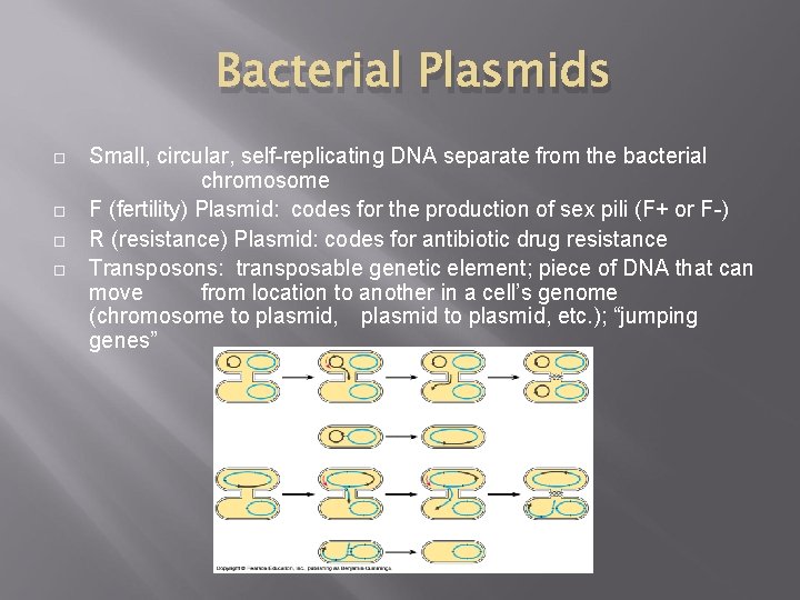 Bacterial Plasmids Small, circular, self-replicating DNA separate from the bacterial chromosome F (fertility) Plasmid: