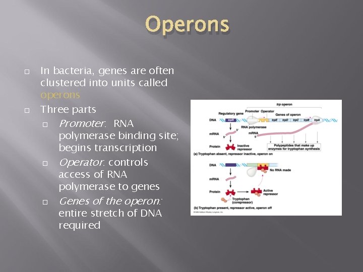 Operons In bacteria, genes are often clustered into units called operons Three parts Promoter: