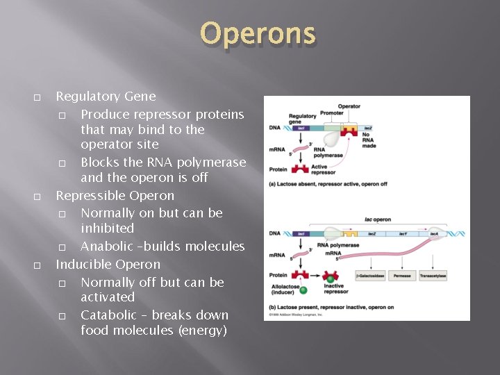 Operons Regulatory Gene Produce repressor proteins that may bind to the operator site Blocks