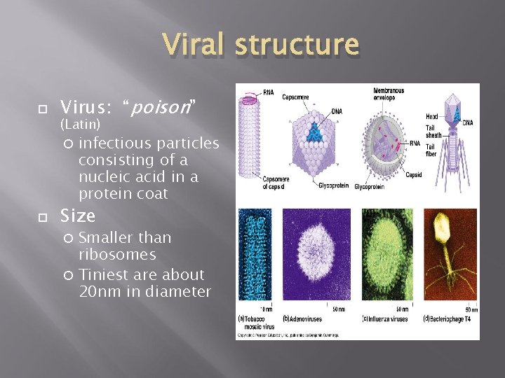 Viral structure Virus: “poison” (Latin) infectious particles consisting of a nucleic acid in a