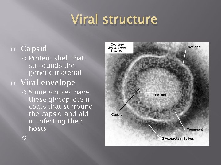 Viral structure Capsid Protein shell that surrounds the genetic material Viral envelope Some viruses