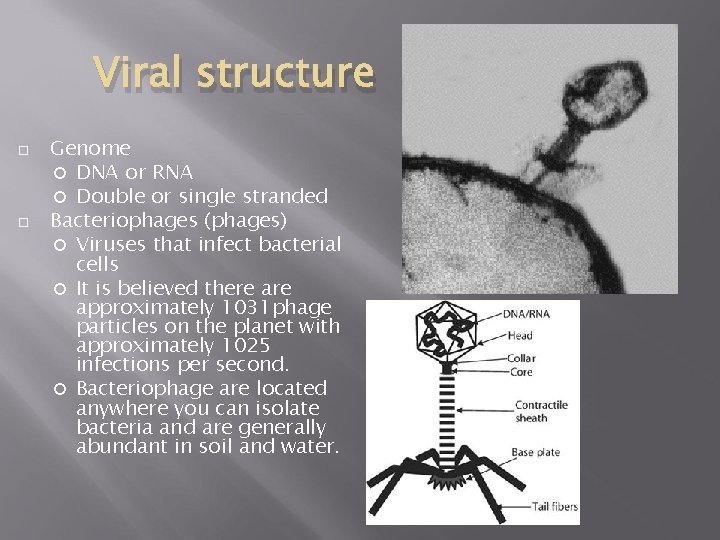 Viral structure Genome DNA or RNA Double or single stranded Bacteriophages (phages) Viruses that