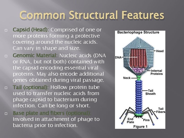 Common Structural Features Capsid (Head): Comprised of one or more proteins forming a protective