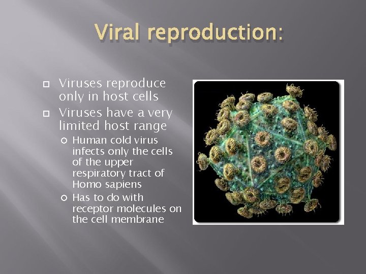 Viral reproduction: Viruses reproduce only in host cells Viruses have a very limited host