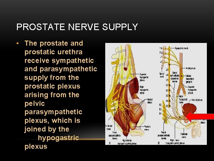 PROSTATE NERVE SUPPLY • The prostate and prostatic urethra receive sympathetic and parasympathetic supply