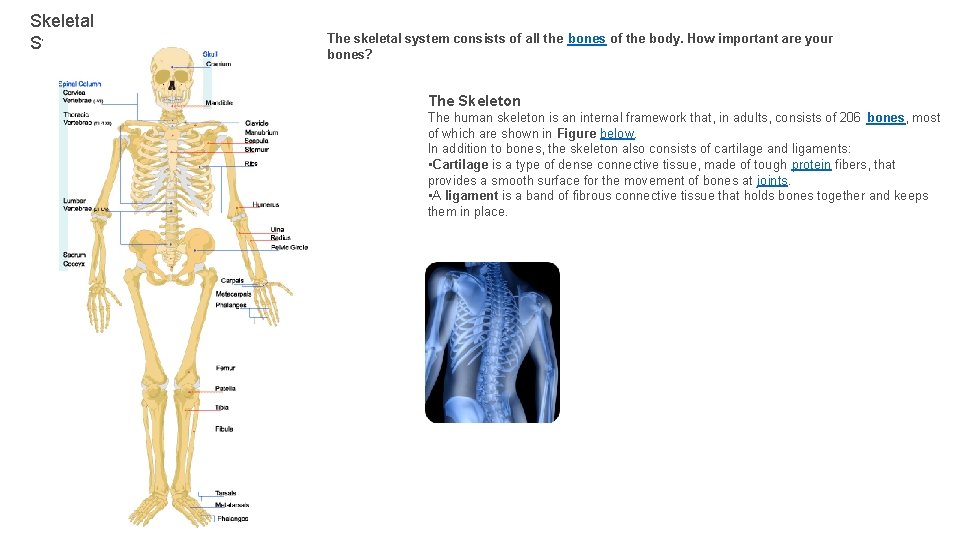 Skeletal System The skeletal system consists of all the bones of the body. How