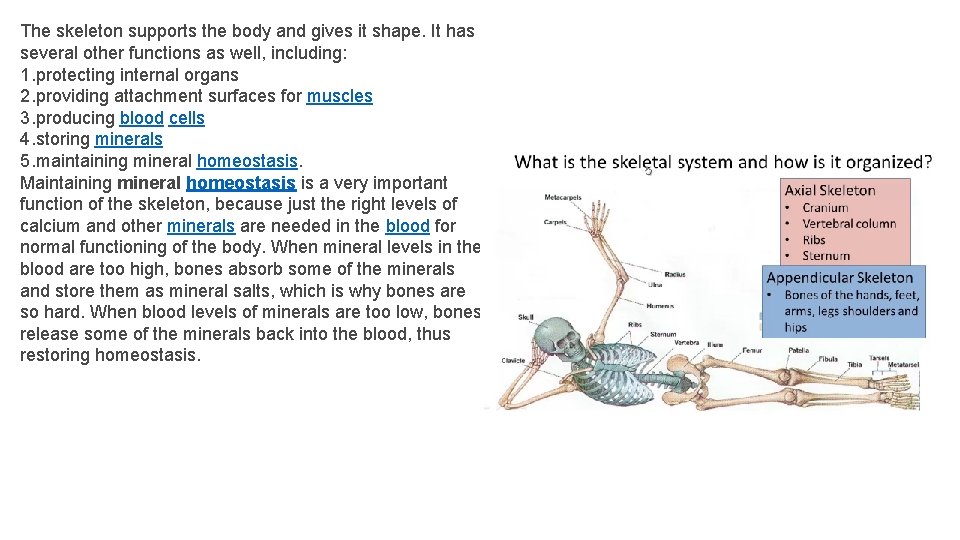 The skeleton supports the body and gives it shape. It has several other functions