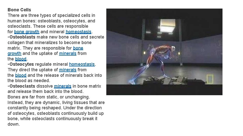 Bone Cells There are three types of specialized cells in human bones: osteoblasts, osteocytes,