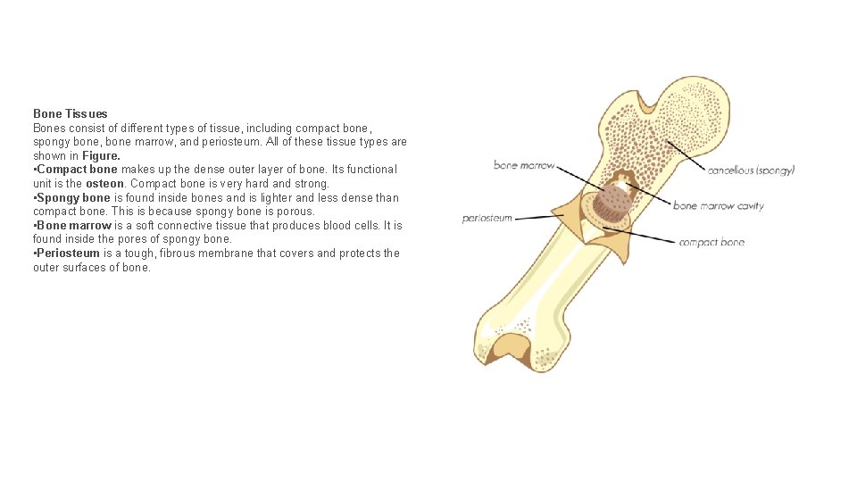 Bone Tissues Bones consist of different types of tissue, including compact bone, spongy bone,