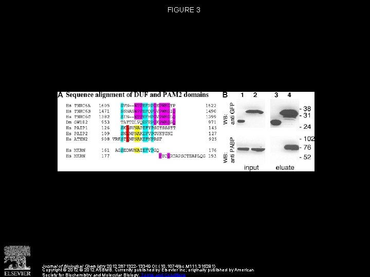 Makorin Ring Zinc Finger Protein 1 MKRN 1