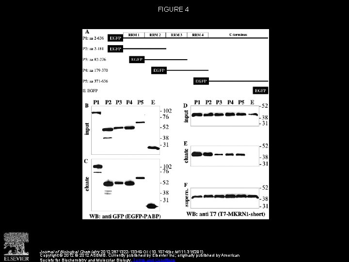 Makorin Ring Zinc Finger Protein 1 MKRN 1