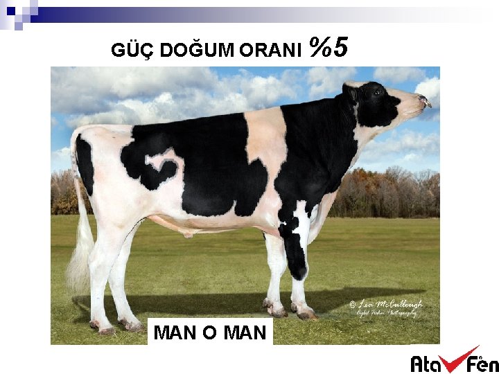 GÜÇ DOĞUM ORANI %5 MAN O MAN 