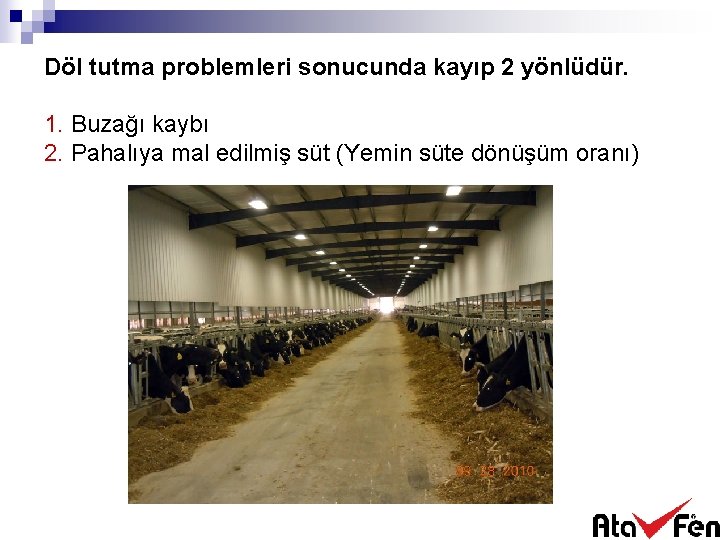 Döl tutma problemleri sonucunda kayıp 2 yönlüdür. 1. Buzağı kaybı 2. Pahalıya mal edilmiş