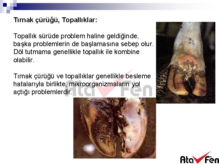 Tırnak çürüğü, Topallıklar: Topallık sürüde problem haline geldiğinde, başka problemlerin de başlamasına sebep olur.