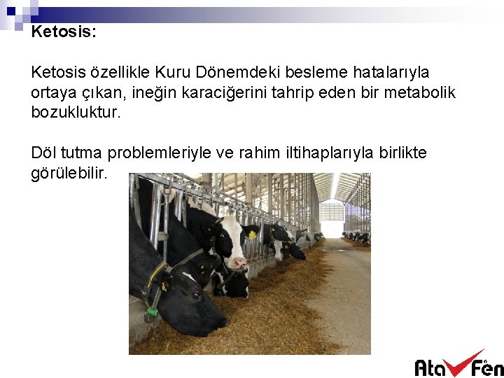 Ketosis: Ketosis özellikle Kuru Dönemdeki besleme hatalarıyla ortaya çıkan, ineğin karaciğerini tahrip eden bir