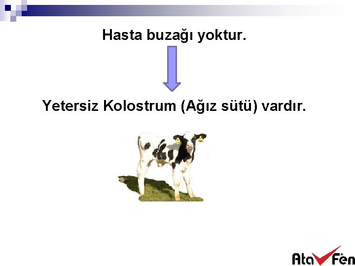 Hasta buzağı yoktur. Yetersiz Kolostrum (Ağız sütü) vardır. Ddddddddddddddd 