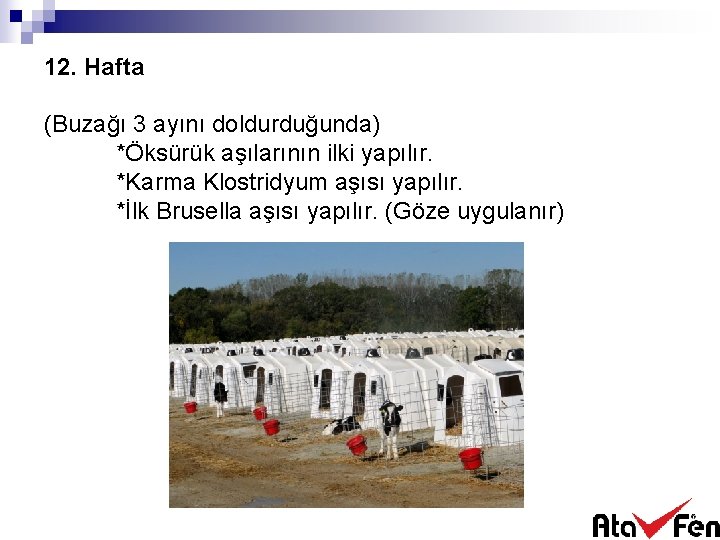 12. Hafta (Buzağı 3 ayını doldurduğunda) *Öksürük aşılarının ilki yapılır. *Karma Klostridyum aşısı yapılır.