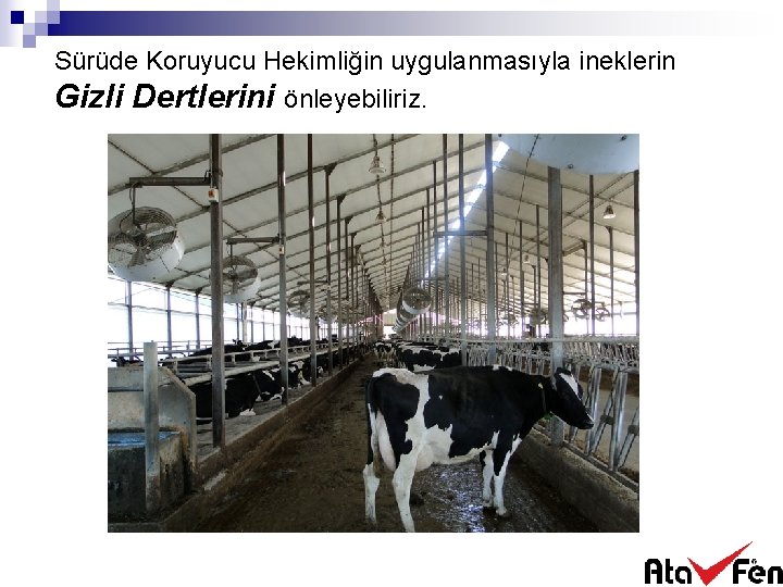Sürüde Koruyucu Hekimliğin uygulanmasıyla ineklerin Gizli Dertlerini önleyebiliriz. 