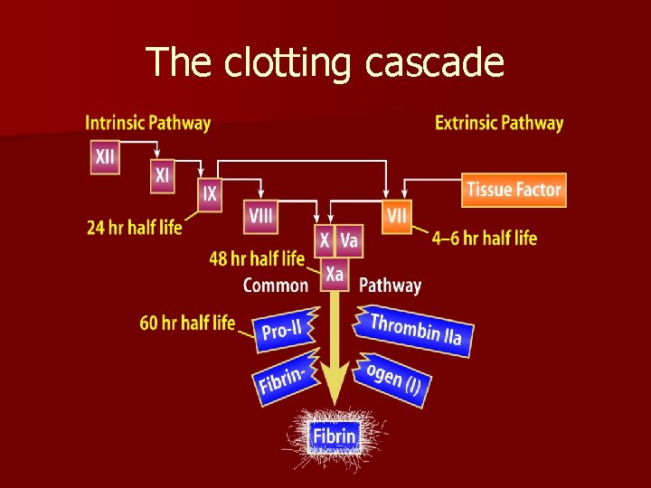 The clotting cascade 