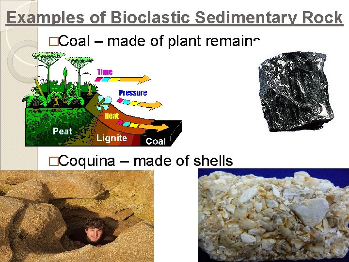 Examples of Bioclastic Sedimentary Rock �Coal – made of plant remains �Coquina – made