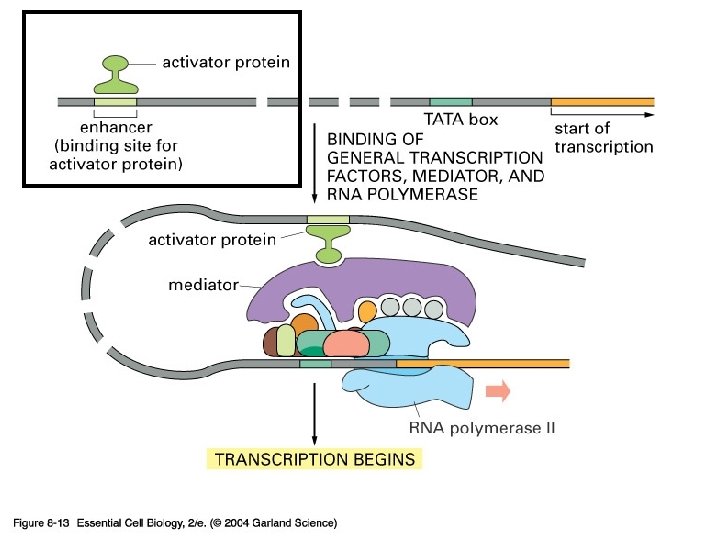 08_13_gene. activation. jpg 