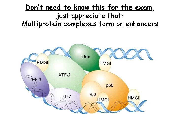 Don’t need to know this for the exam, just appreciate that: Multiprotein complexes form