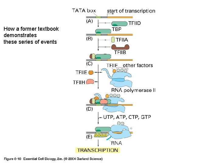 08_10_transcr. factors. jpg How a former textbook demonstrates these series of events 