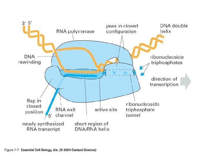 07_07_RNApolymer. jpg 