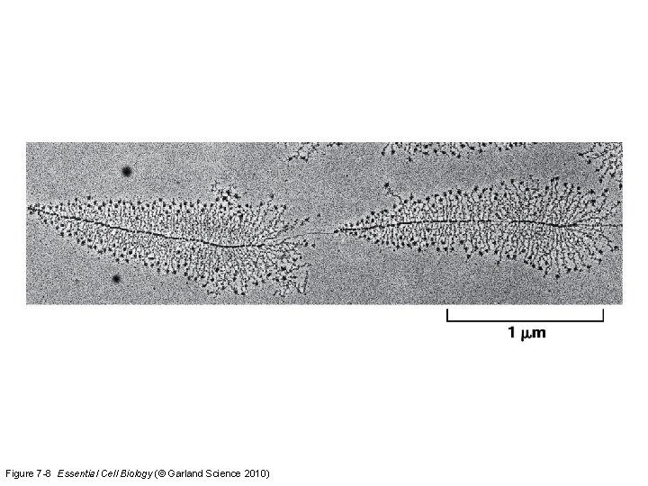 Figure 7 -8 Essential Cell Biology (© Garland Science 2010) 