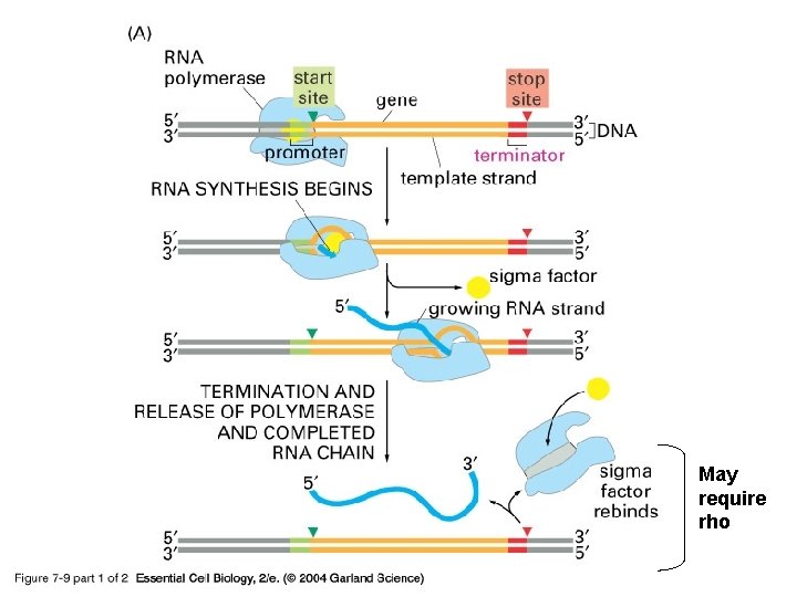 07_09_1_bacterial gene. jpg May require rho 