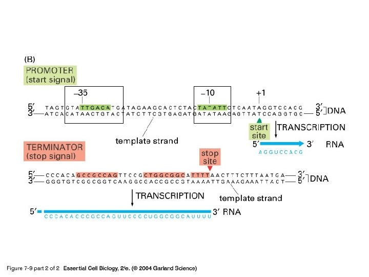 07_09_2_bacterial gene. jpg 