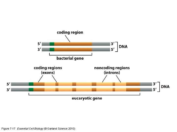 Figure 7 -17 Essential Cell Biology (© Garland Science 2010) 