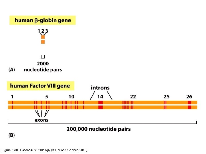 Figure 7 -18 Essential Cell Biology (© Garland Science 2010) 