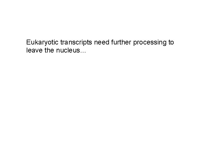 Eukaryotic transcripts need further processing to leave the nucleus… 