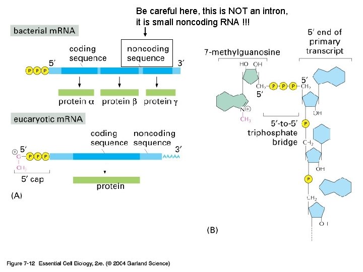 Be careful here, this is NOT an intron, it is small noncoding RNA !!!