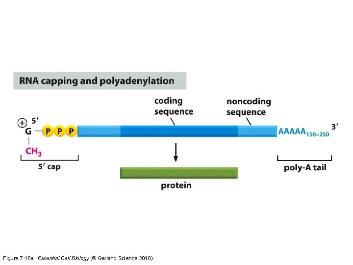 Figure 7 -16 a Essential Cell Biology (© Garland Science 2010) 