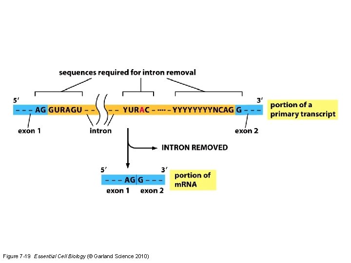 Figure 7 -19 Essential Cell Biology (© Garland Science 2010) 