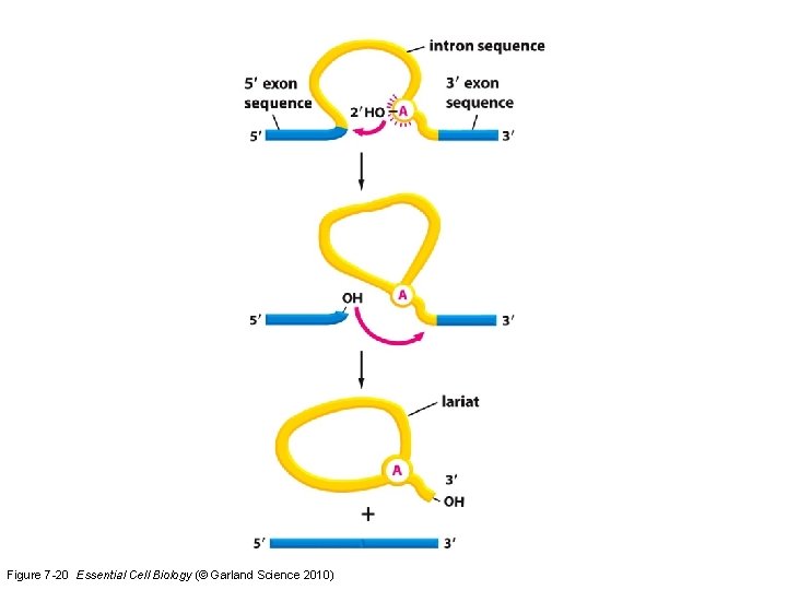 Figure 7 -20 Essential Cell Biology (© Garland Science 2010) 