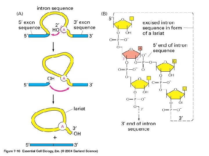 07_16_RNA_chain. jpg 