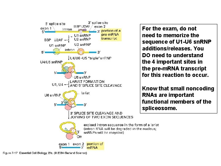 For the exam, do not need to memorize the sequence of U 1 -U