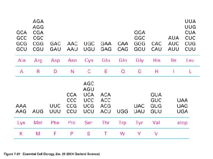 07_21_nucl_sequence. jpg 